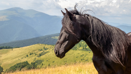 Black stallion in the mountains in the meadow in summer day, closeup.