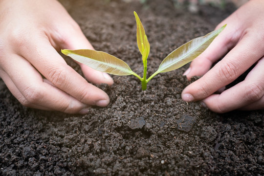 Trees growing from fertile soil and hands are going to use the soil to nourish the trees. Concept of environmental awareness Complete soil, agriculture, preserve global warming by planting trees.