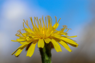 flower yellow makro flora natura