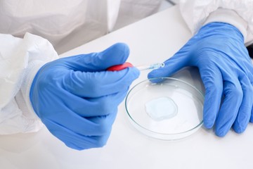 Researchers wear sterile gloves in the microbiology laboratory to cultivate cells in tissue culture...