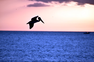 Pelican Pirouette at Sunset © Pamela Photo Naples