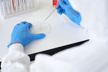 Researchers wear sterile gloves in the microbiology laboratory to cultivate cells in tissue culture...