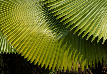 Green palm leaf pattern are a stacked background