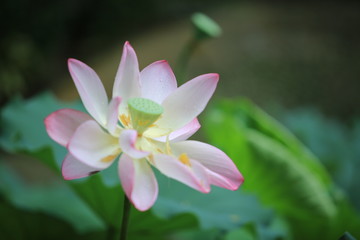 pink lotus in the pool in hong kong
