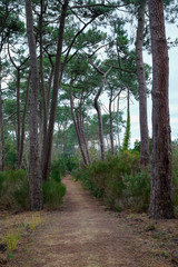 Fototapeta na wymiar pathway for hiking in day on wood autumn pine forest season