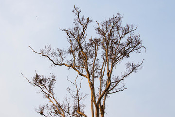 Abandoned walnut tree on meadow