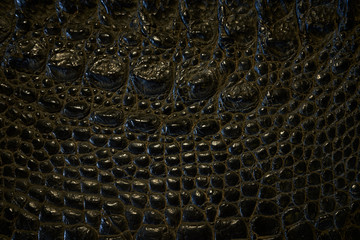 real crocodile skin for background