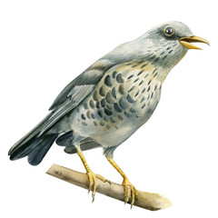 Starling bird on an isolated white background, watercolor illustration. 