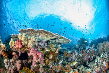 Obraz premium coral reef with fish