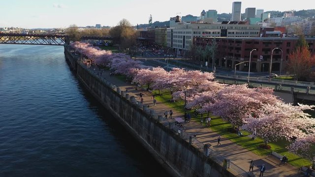 Aerial view of a busy afternoon at the waterfront. Many visitors enjoy the beautiful cherry blossoms in bloom on a clear spring afternoon.