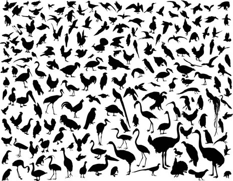 one hundred and eighty eight isolated black birds