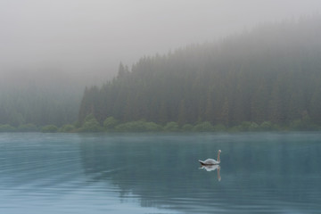Obraz na płótnie Canvas Swan on a tranquil misty mountain lake early morning 