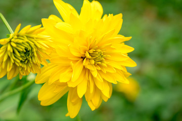 yellow flowers in garden