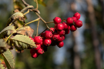 red berries on branch