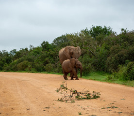 Fototapeta na wymiar Addo Elephant National Park - South Africa