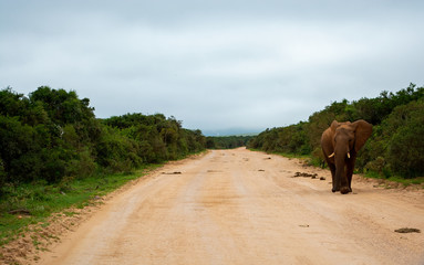 Naklejka na ściany i meble Addo Elephant National Park - South Africa