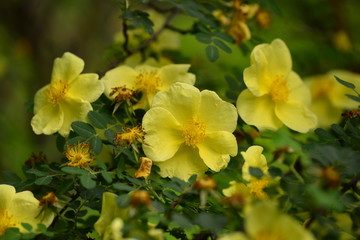 Yellow rosehip flowers on a warm sunny day. Botanical Garden. Walk on a day off. Fresh spring bloom