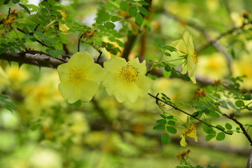 Yellow rosehip flowers on a warm sunny day. Botanical Garden. Walk on a day off. Fresh spring bloom