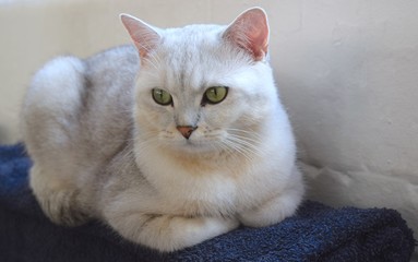 Cute British white cat pure breed with green eyes on light background.