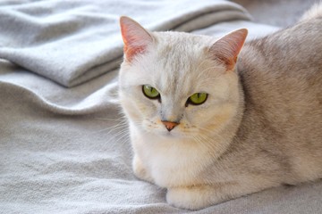 Fototapeta na wymiar White British cat pure breed with green eyes on the sofa.