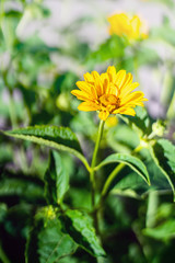Heliopsis flower blossom on sunny day