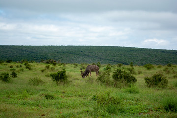 Addo Elephant National Park - South Africa