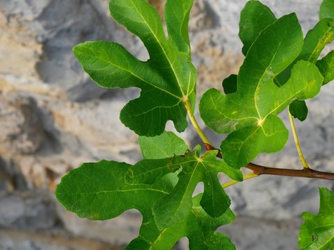 Feigenblatt 