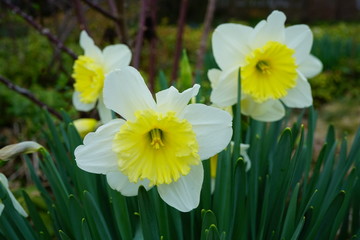 Close-up of the corona of a yellow daffodil flower