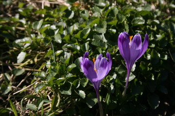 the purple crocuses in the spring garden