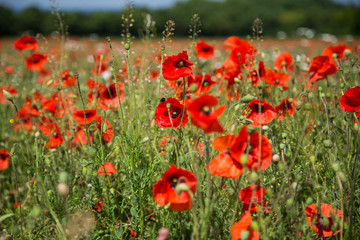 Mohn