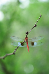 Libellule rouge et bleue, posée sur une branche dans la nature verte