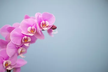 Fototapeten Orchideen © Sabrina