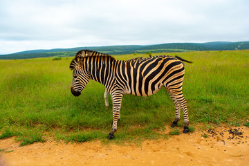 Addo Elephant National Park - South Africa