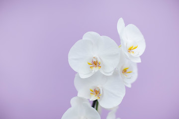 orchidee