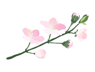 Fototapeta na wymiar Cherry blossom, sakura branch with pink flowers and green leaves isolated on white background. Spring design element vector EPS10 hand drawn illustration.
