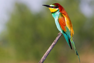 beautiful bee-eater sitting on a branch