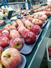 apples in market