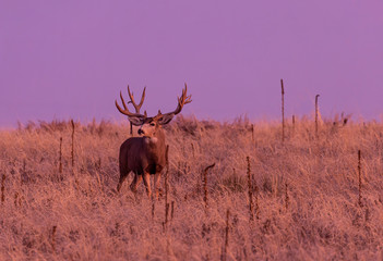 Naklejka na ściany i meble Buck Mule Deer in Autumn in Colorado at Sunrise