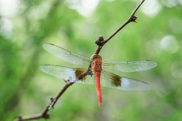 Libellule rouge et bleue, posée sur une branche dans la nature verte