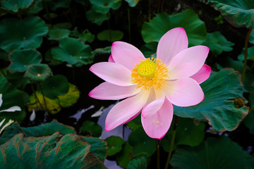 Bali beautiful flower, water lily