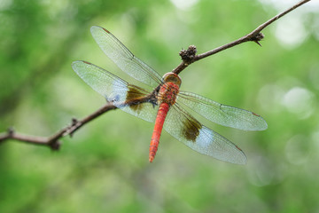 Libellule rouge et bleue, posée sur une branche dans la nature verte