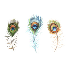 Three watercolor peacock feathers on white background