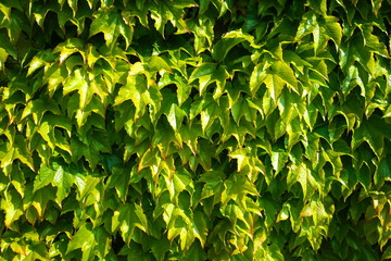 Landscape design. Green leaf texture. Natural composition of leaves.