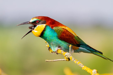 bee-eater sitting on a branch gives a riddle