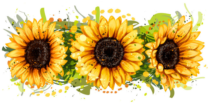 Sunflowers. Artistic, color, drawn image of bright sunflowers in watercolor style on a white background. Wall sticker.