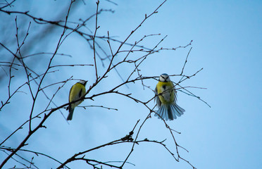 Eurasian blue tits perching on a tree's branches on a fine, clear and sunny winter weather. One tit...