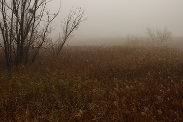 Morning thick fog over the swamp. Foggy dawn. Autumn landscape