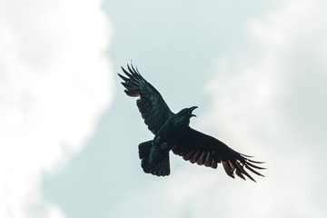 black raven flies spread its wings