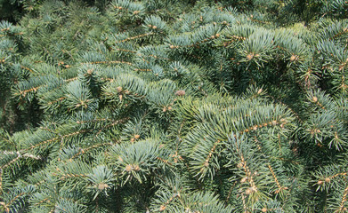 Background from spruce green branches. Natural photo without photoshop.