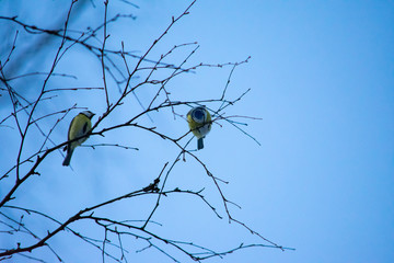 Eurasian blue tits perching on a tree's branches on a clear, sunny winter weather. One tit biting...
